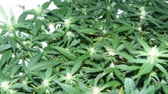 td vk cj 21 09 21 006