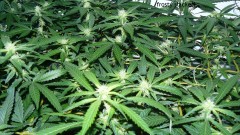 td vk cj 21 09 21 008