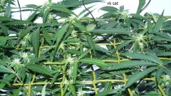 td vk cj 21 09 21 009