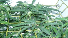 td vk cj 21 09 21 010