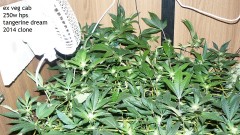 td vk cj 21 09 21 015