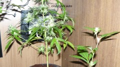 td vk cj 21 09 21 018