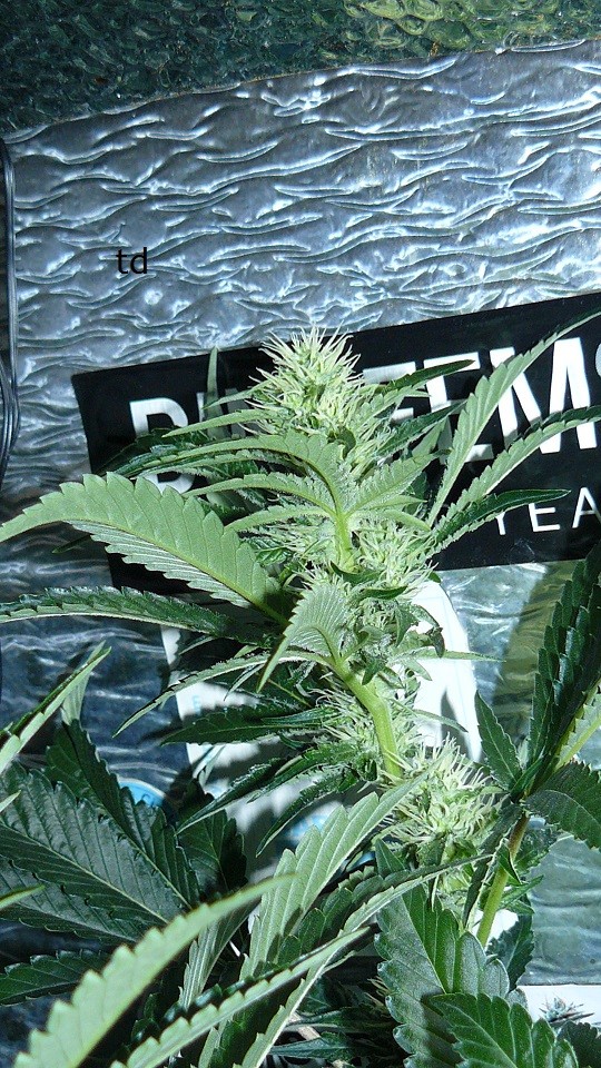 td vk cj 21 09 21 029