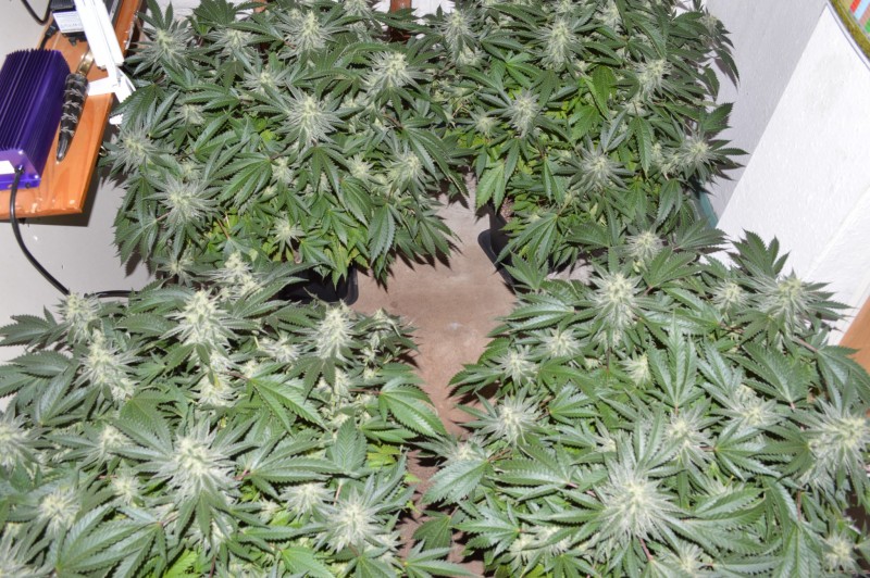 chocmint together (3)