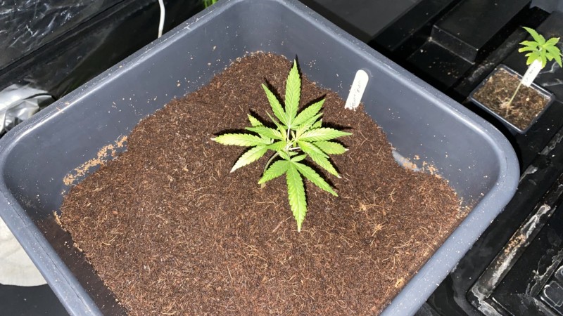 Multi strain update