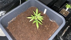 Multi strain update