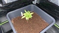 Multi strain update