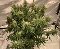 Cassandra 2021-09-23