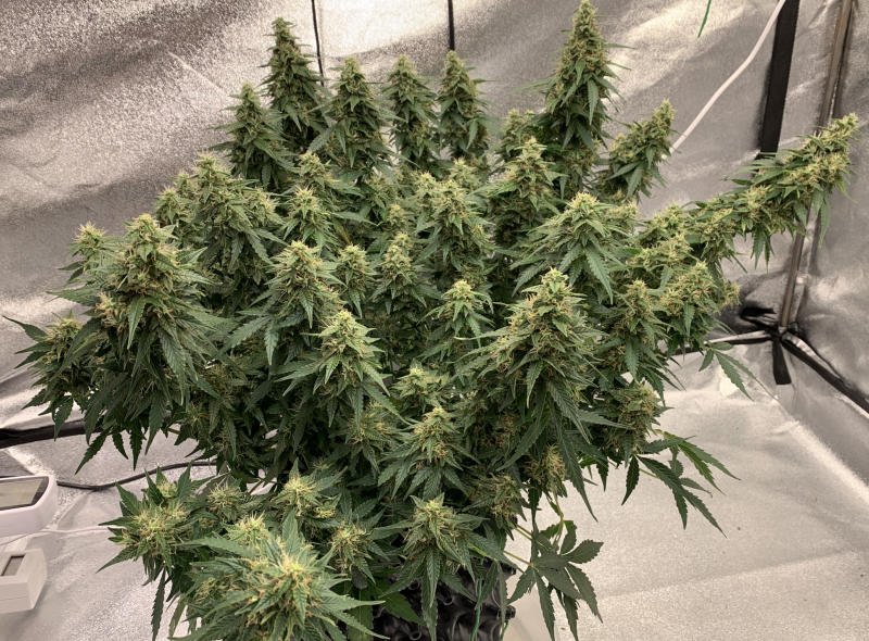 Silky Ganache 2021-09-23