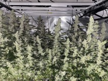 8AE334D2-8F1D-4BE2-B5EF-A8F4AD4EDF63