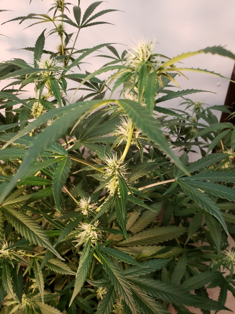 16324482002261243869344311119743