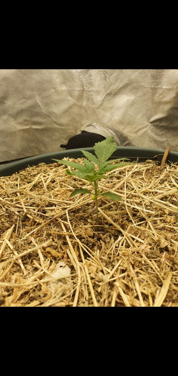 Screenshot_20210925-074020_Gallery