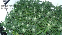 tangie vk cj 25 09 21 30 days tangie 001