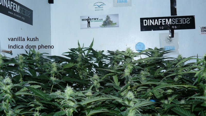 tangie vk cj 25 09 21 30 days tangie 002