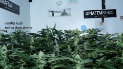 tangie vk cj 25 09 21 30 days tangie 002