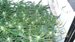 tangie vk cj 25 09 21 30 days tangie 004