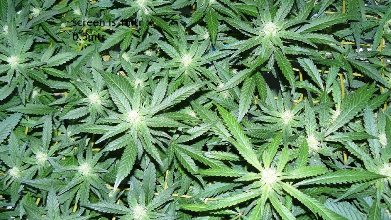 tangie vk cj 25 09 21 30 days tangie 011