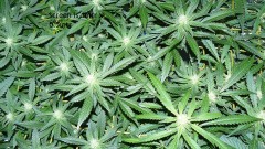 tangie vk cj 25 09 21 30 days tangie 011