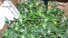 tangie vk cj 25 09 21 30 days tangie 021