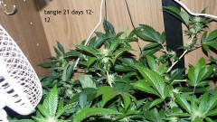 tangie vk cj 25 09 21 30 days tangie 022