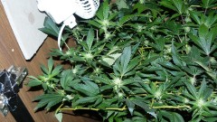 tangie vk cj 25 09 21 30 days tangie 023