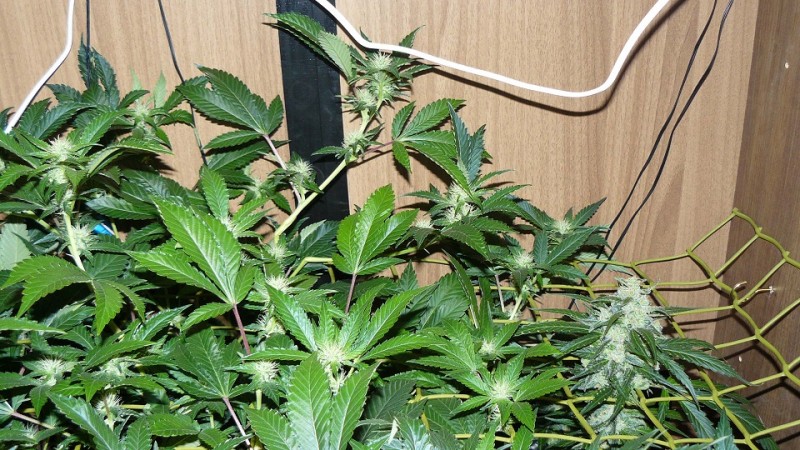 tangie vk cj 25 09 21 30 days tangie 024