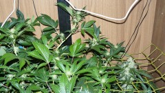 tangie vk cj 25 09 21 30 days tangie 024