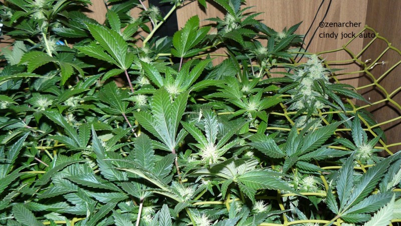 tangie vk cj 25 09 21 30 days tangie 025