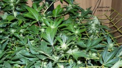 tangie vk cj 25 09 21 30 days tangie 025