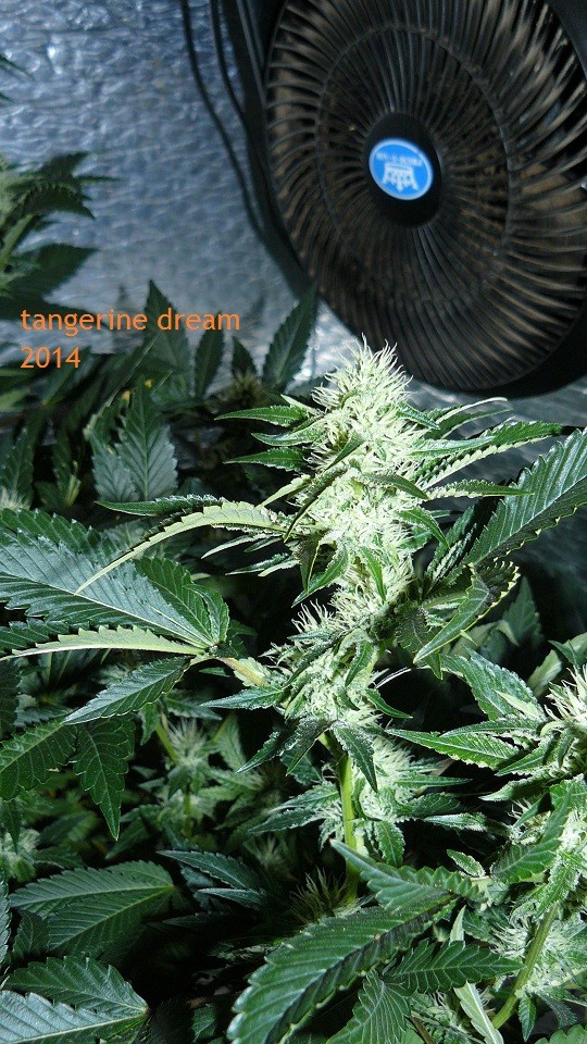 tangie vk cj 25 09 21 30 days tangie 033