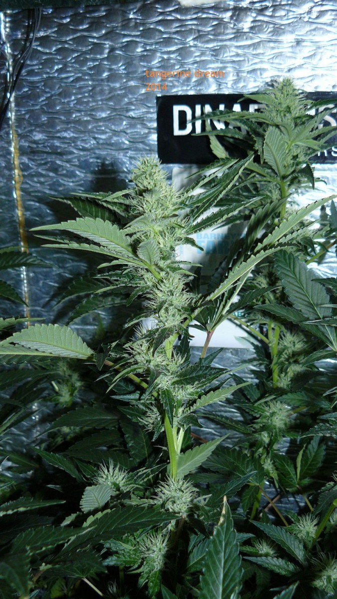 tangie vk cj 25 09 21 30 days tangie 034