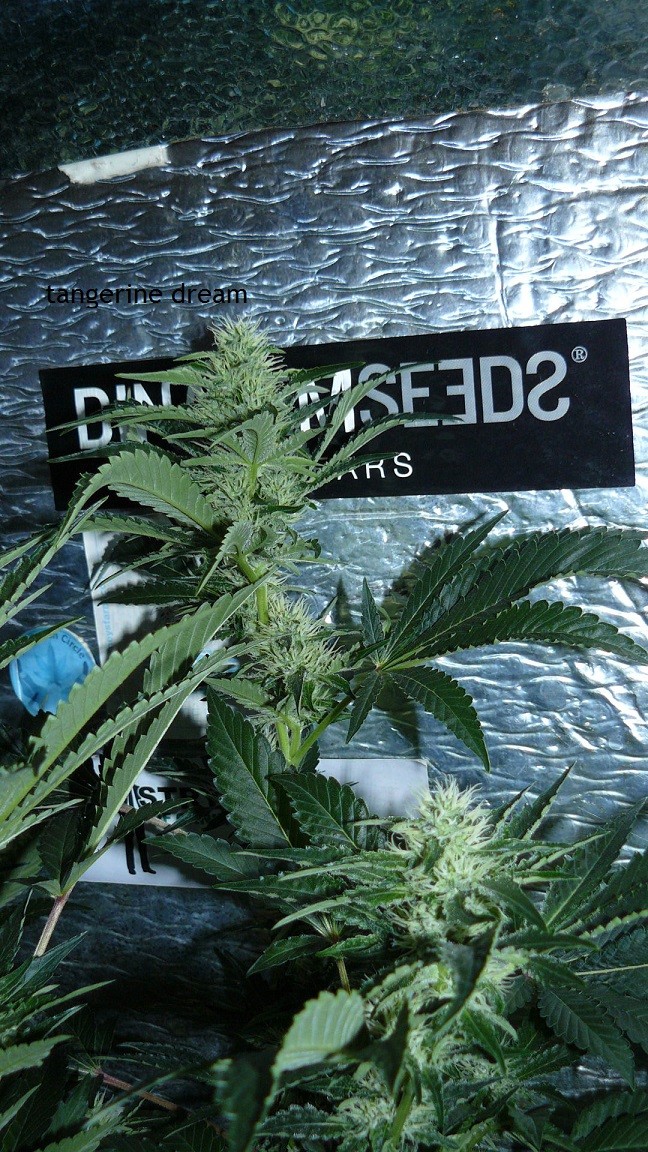 tangie vk cj 25 09 21 30 days tangie 035