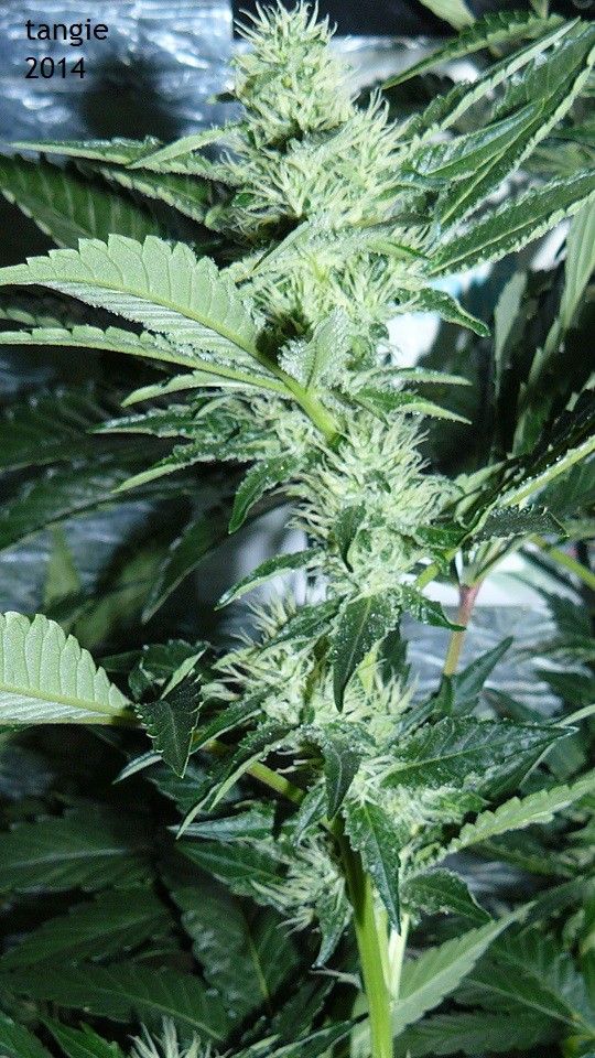 tangie vk cj 25 09 21 30 days tangie 037