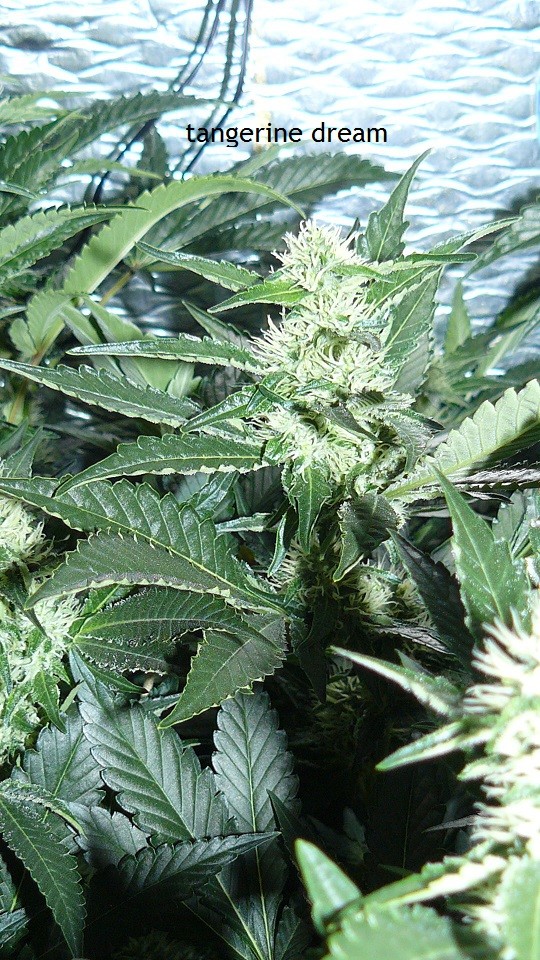 tangie vk cj 25 09 21 30 days tangie 041