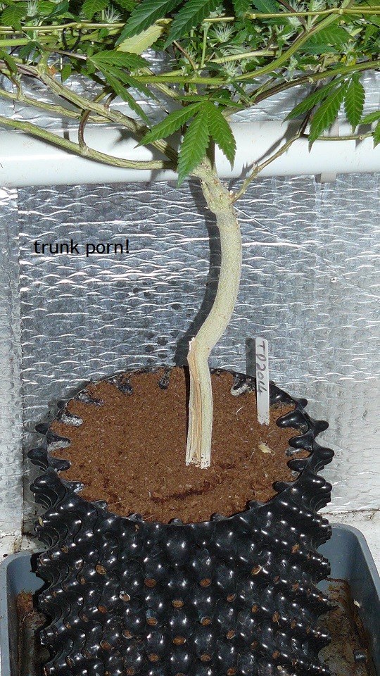 tangie vk cj 25 09 21 30 days tangie 045