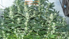 tangie vk cj 25 09 21 30 days tangie 046