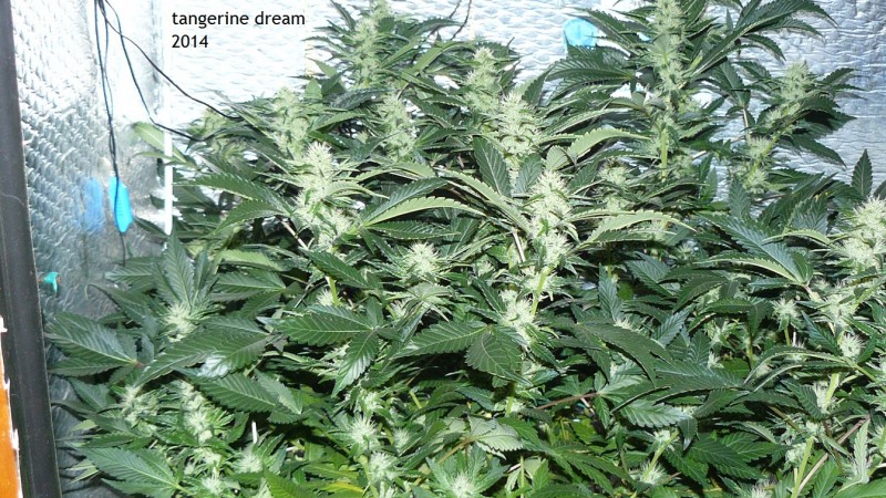 tangie vk cj 25 09 21 30 days tangie 047