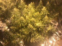 72EF73DB-8C36-4E15-A515-6B797BAE2A49