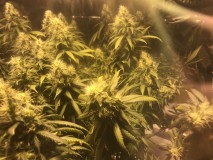 888AF78A-C432-4749-A123-DF331202FD9A