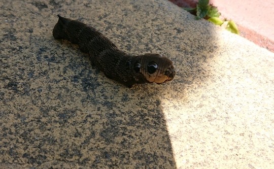 obscura1632659750897