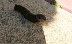 obscura1632659750897