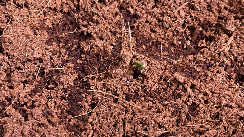 Bcn power plant auto