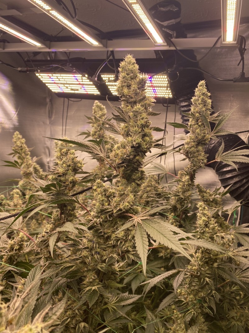 795DA407-DABD-4FD2-8E77-5929C3015297