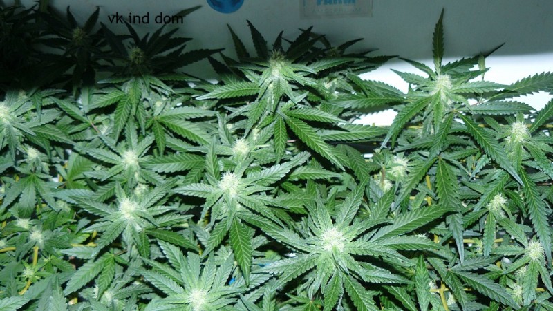 cond td vk cj 27 09 21 050