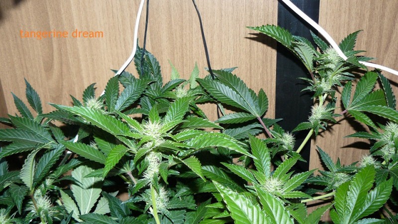 cond td vk cj 27 09 21 061