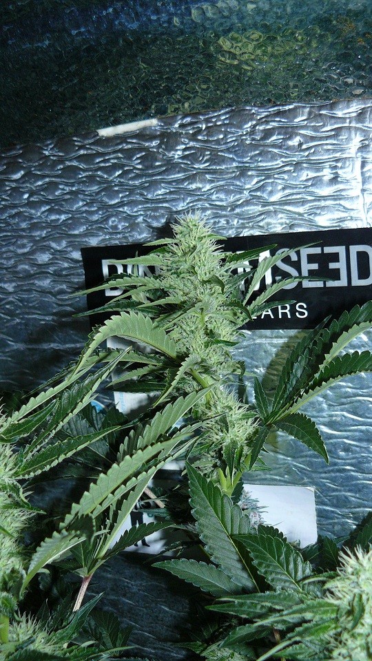 cond td vk cj 27 09 21 086