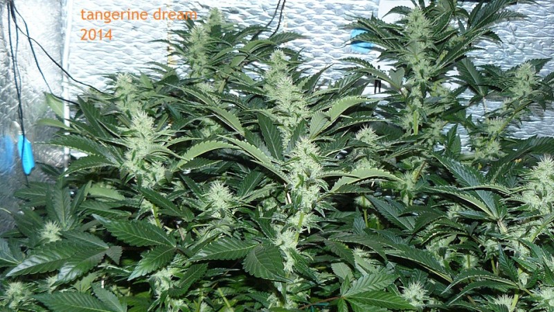 cond td vk cj 27 09 21 093