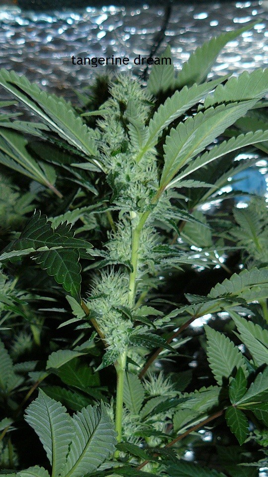 cond td vk cj 27 09 21 098