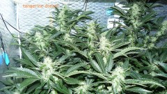 cond td vk cj 27 09 21 101