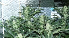 cond td vk cj 27 09 21 102